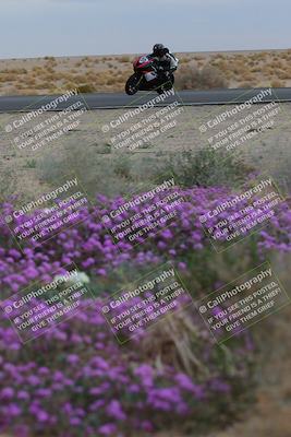 media/Jan-14-2023-SoCal Trackdays (Sat) [[497694156f]]/Turn 14 Exit Bloomig (145pm)/